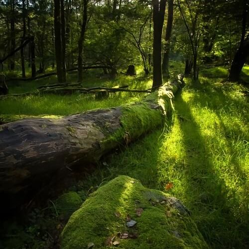 Fallen tree in a lush, green forest